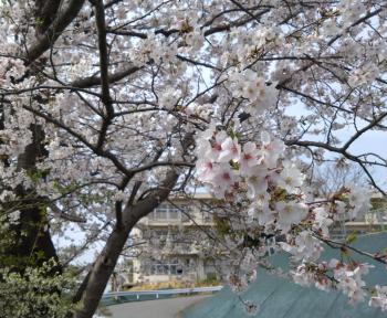 寺原小の桜