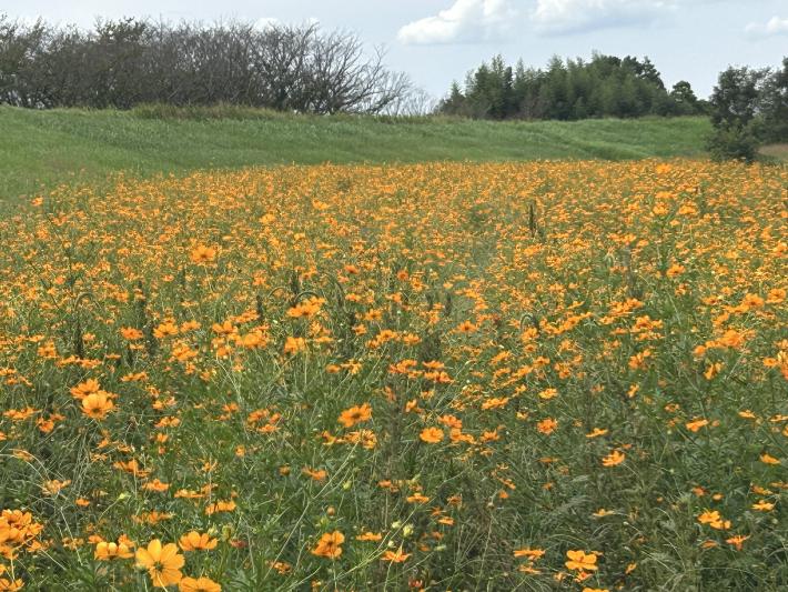 一面に広がるオレンジ色のコスモスの花畑