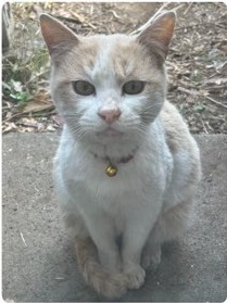 白と薄茶の猫がこちらを見ている