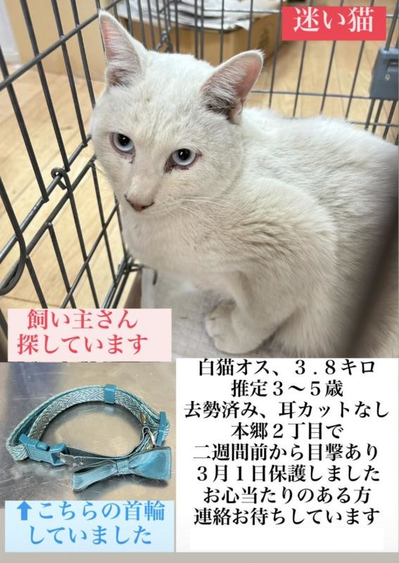 白猫の迷子情報