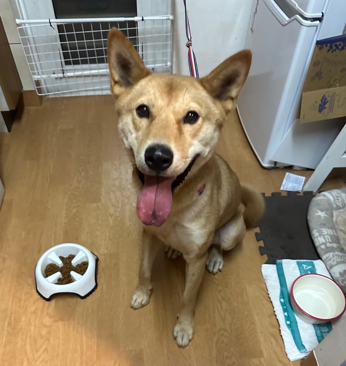 茶色い犬がこちらを見ている