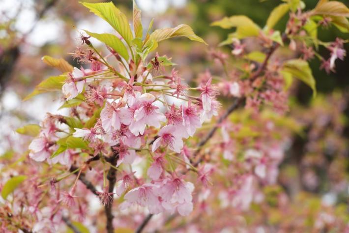 緑色の葉が目立ってきた桜の花を近距離で撮影したようす