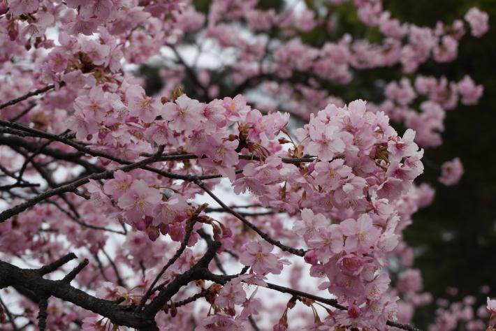 もうすぐ満開の河津桜の花を近くで撮影した写真