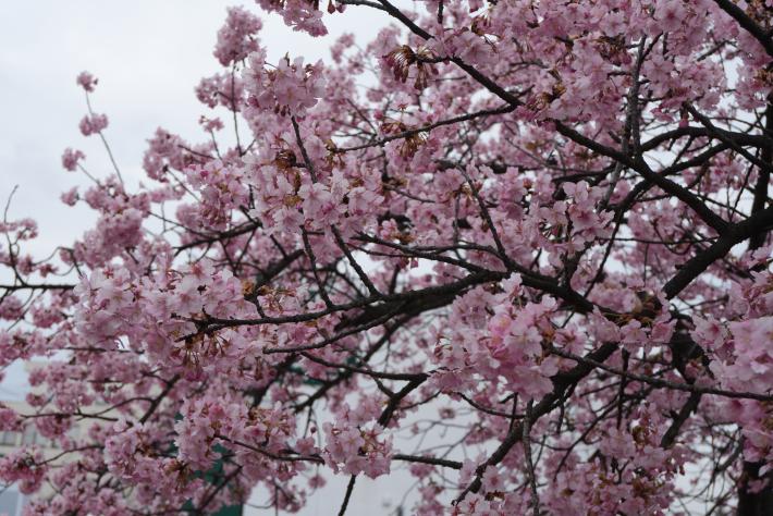 曇り空の下に七分咲きの河津桜を少し遠くから撮影した写真