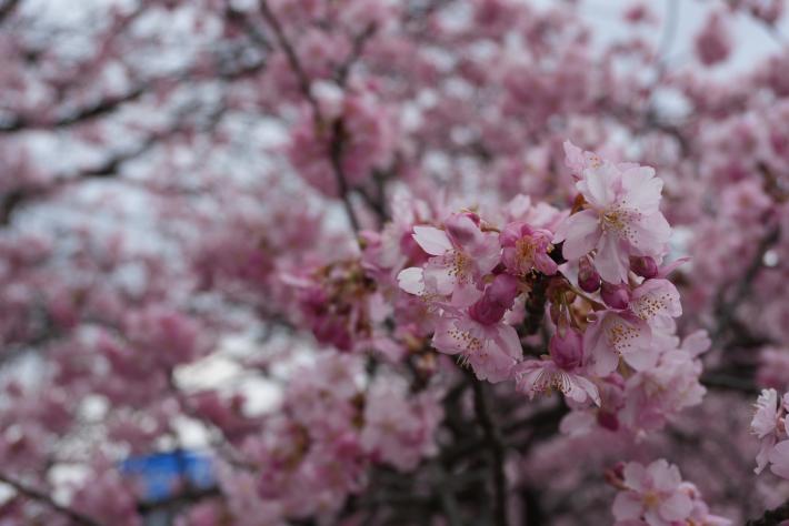 まだつぼみもある河津桜を近距離で撮影した写真