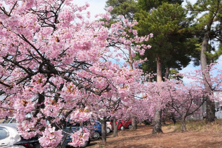 全体的に満開になった河津桜の木々を遠くから撮影したようす