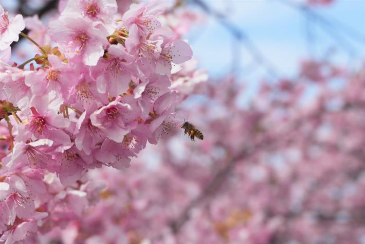 ミツバチが河津桜の蜜を吸うようす
