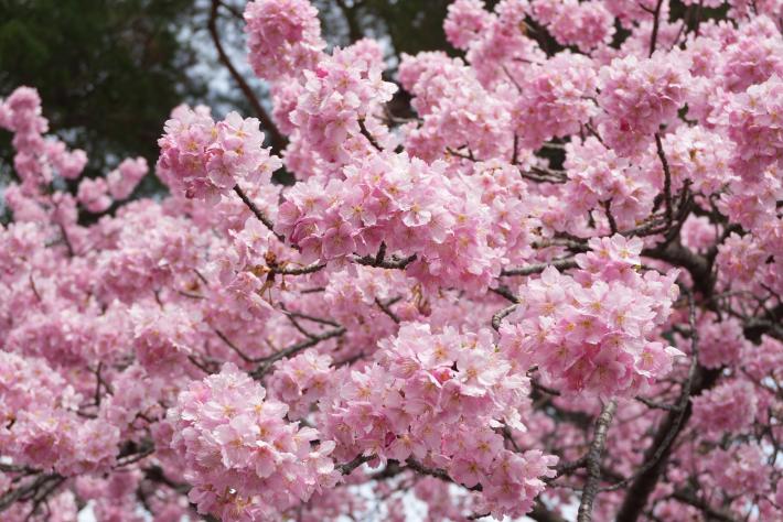 満開の河津桜