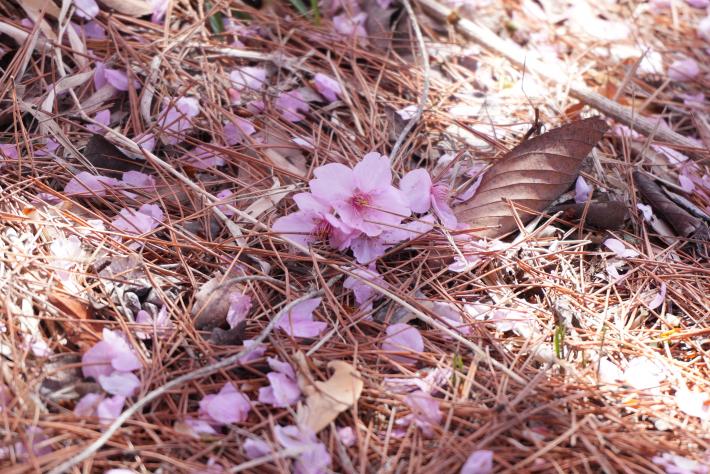 地面に落ちた花びらの写真