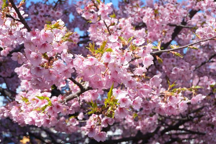 一部緑色の葉が見えている河津桜