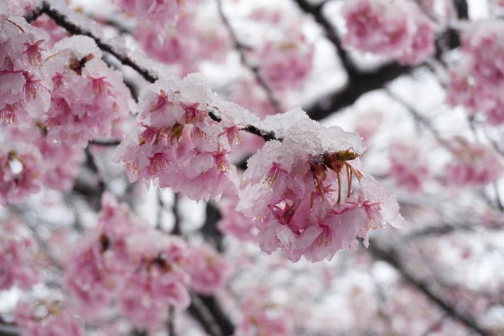 雪の河津桜