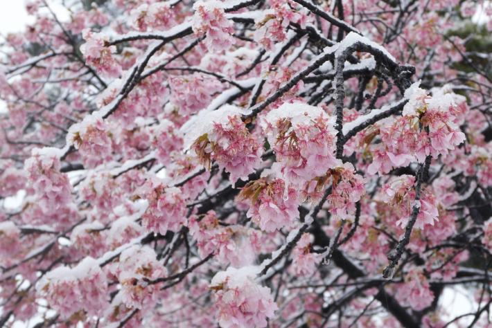 雪の河津桜そのに