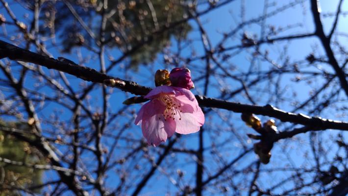 枝についたピンクの花が画像中央に写っている。