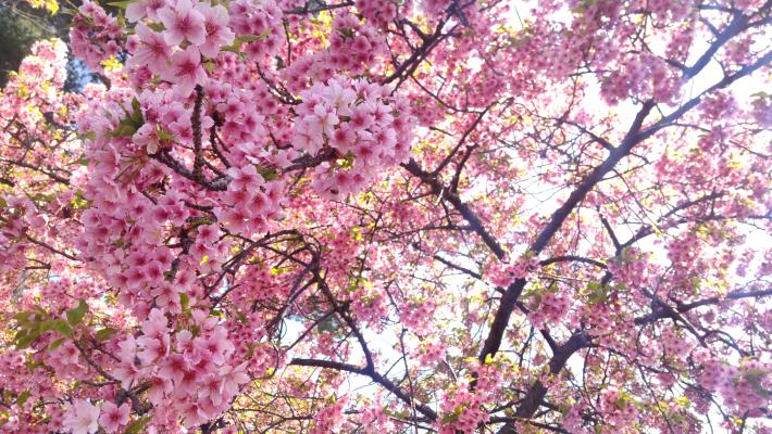 桜を下から撮影した写真。たくさん花が咲いている。ところどころ葉が見える。