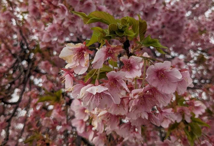 写真全体に花が写っている。中心の花が集まっている枝先からは緑色の葉が伸びている