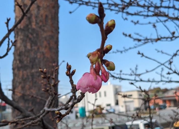 画像の中央に写っているつぼみの花びらが大きく開いている。まるみを帯び、少し下の辺が長い台形のような形をしている