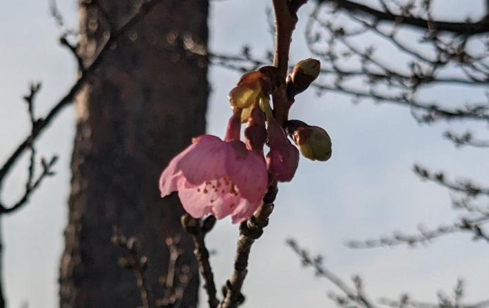 画像中央のピンクの花がふっくらと花びらを開いている