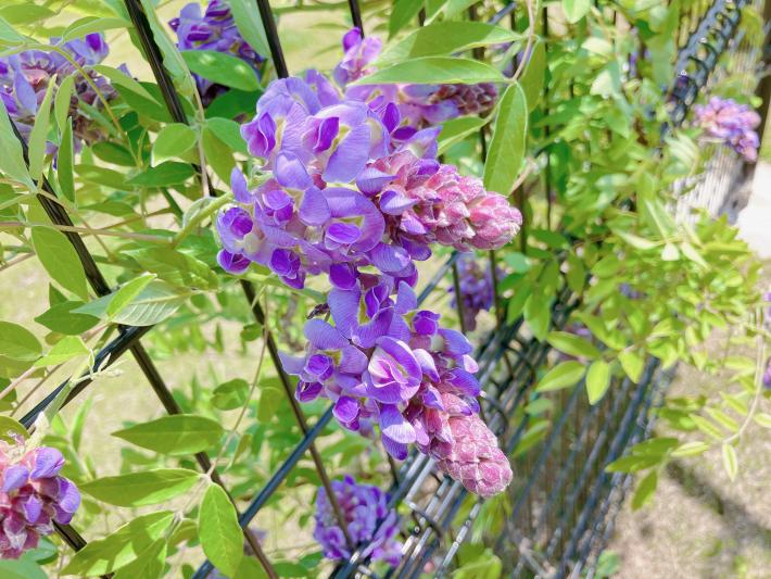浦川フジアップ写真。紫色のブドウ状の花を咲かせたフジの写真
