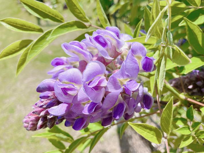 紫色のブドウ状の花を咲かせたフジの花房のみをアップで撮影した写真