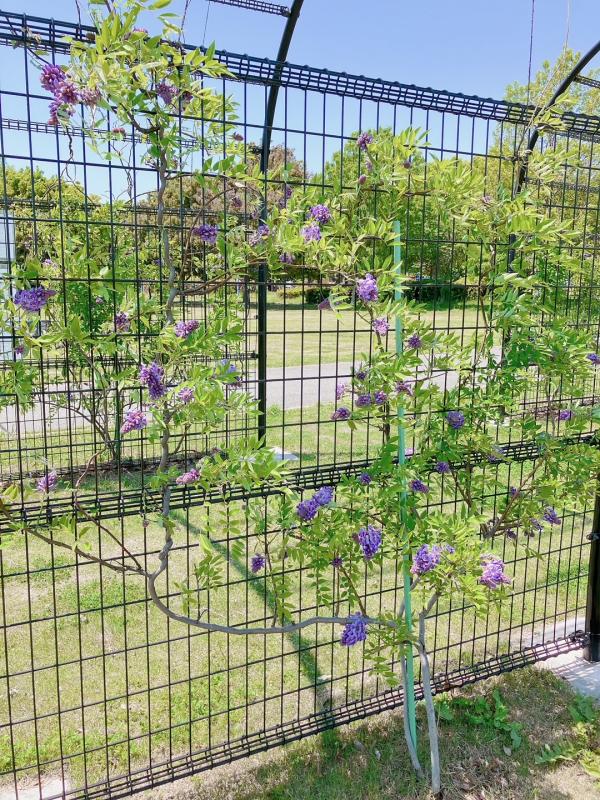 藤の花の全長写真。藤棚側面に紫色のブドウ状の花を咲かせたフジの写真