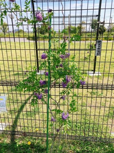 令和5年5月のフジの写真。アメリカフジという札の横でツルを伸ばし花を咲かせているフジの写真