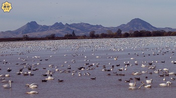 山脈近くの湿地帯にたくさんの白鳥が写っています