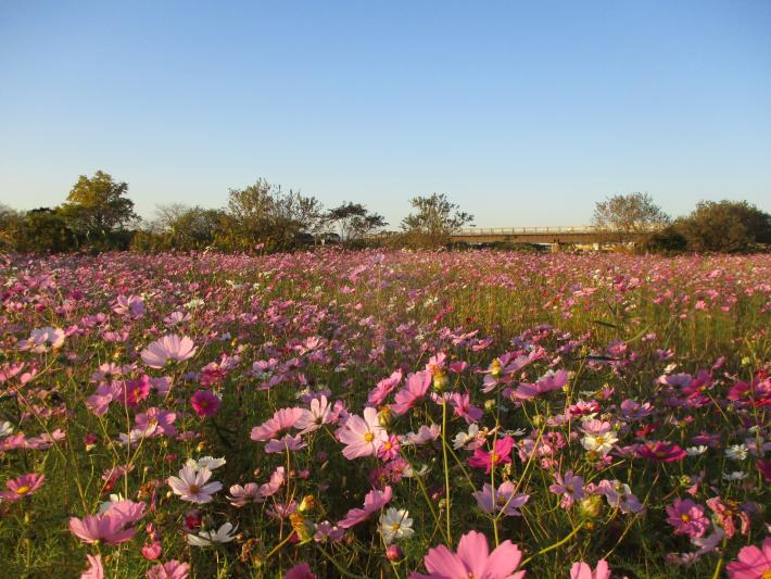 岡堰の花壇にコスモスが咲いています