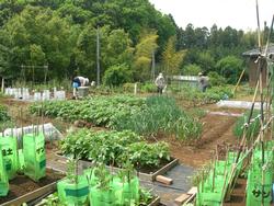 取手市農業ふれあい公園内農園の画像。手前に耕作地が広がり、いろいろな野菜が栽培されている。奥に人の姿も見える。