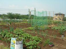 ふれあい農園野々井の画像。耕作地に葉物が植えられている。