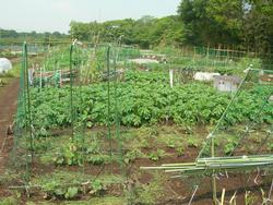 ふれあい農園の風景の画像。緑の植物がある畑があります。