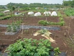 ふれあい農園の風景の画像。手前に緑の植物、奥に小さな白いビニールをかけているものがある