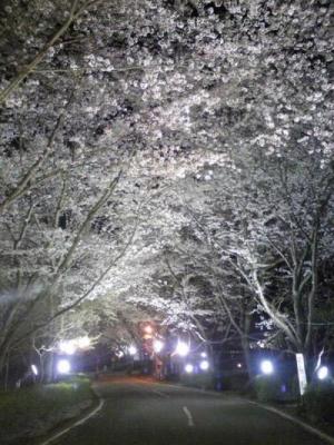 夜にライトアップされた満開の桜。