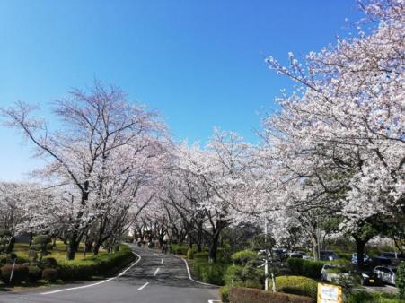 青空のもと、道路沿いに並ぶ満開の桜。